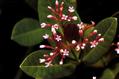 Couma utilis